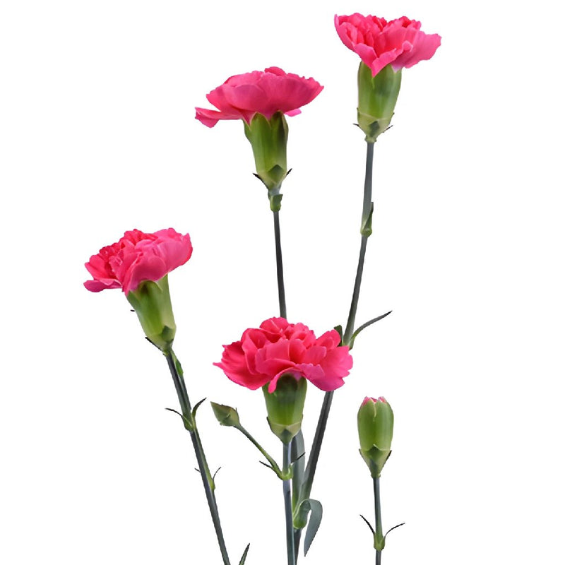 Campari Hot Pink Mini  Carnations side stem