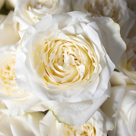White rose DIY wedding flowers