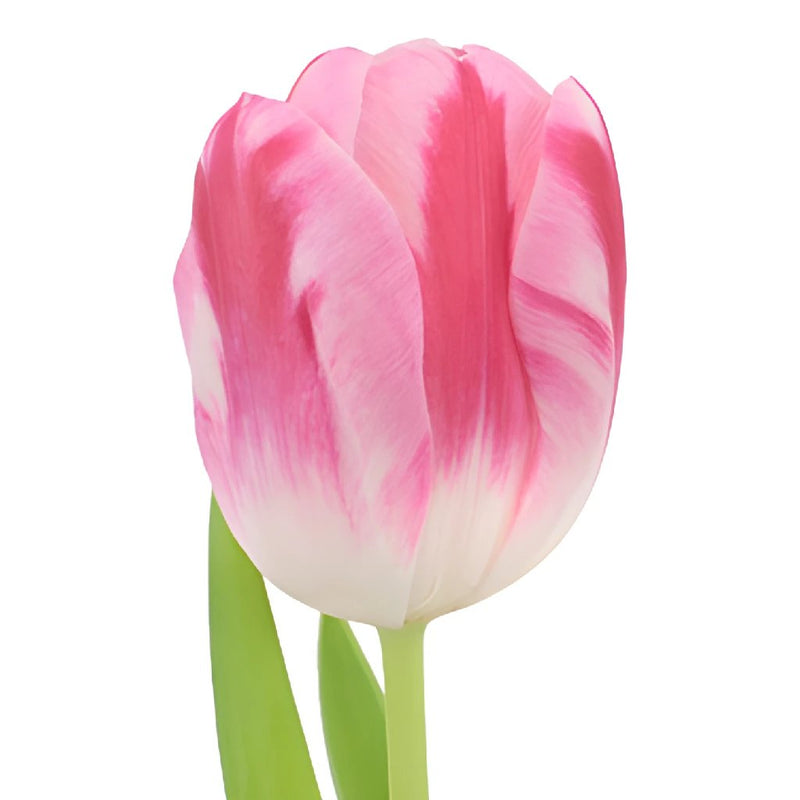 Caramba Pink Tulips Wholesale Flower Side Stem