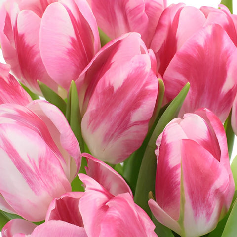 Caramba Pink Tulips Wholesale Flower Up close