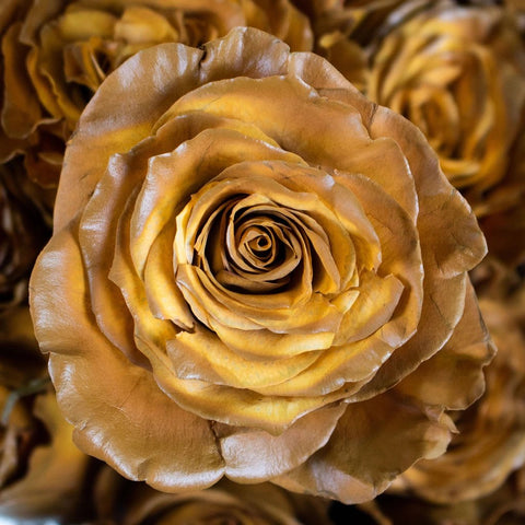 Caramel Machiatto Tinted Rose Flower Up Close