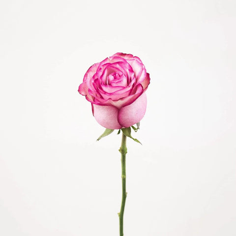 carrousel-pink-rose-stem