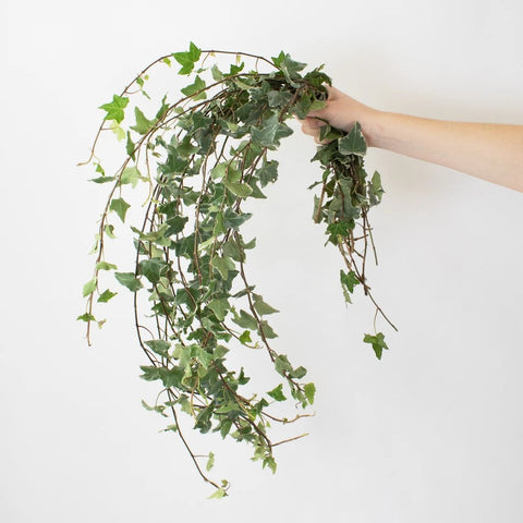 Cascading Variegated Ivy Greenery Bunch in Hand