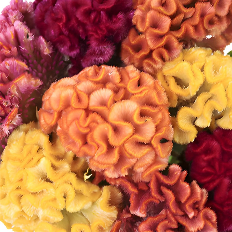 Assorted Brain Celosia Flowers