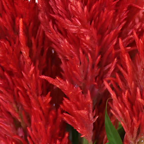 Orangie Red Feather Celosia