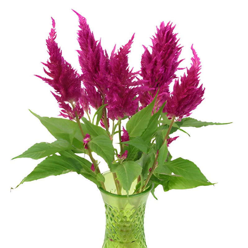 Crushed Berry Feather Celosia Flower