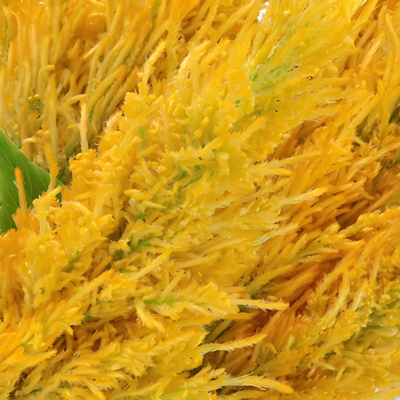 Golden Yellow Feather Celosia