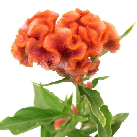 Hues of Coral Brain Celosia Flowers