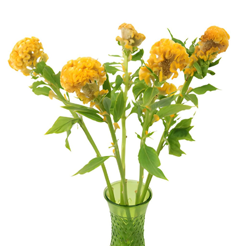 Celosia Bulk Yellow Flowers