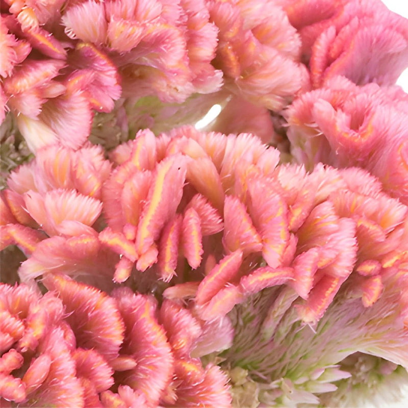 Celosia CoxComb Pink Wholesale Flowers