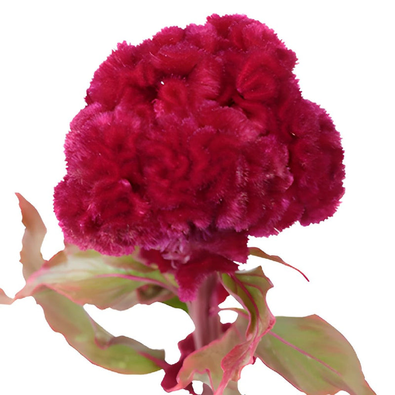 Celosia Fresh Dark Red Flowers