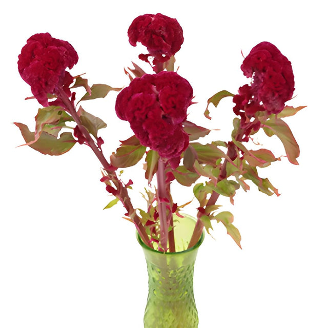 Buy Wholesale Celosia Fresh Dark Red Flowers in Bulk - FiftyFlowers