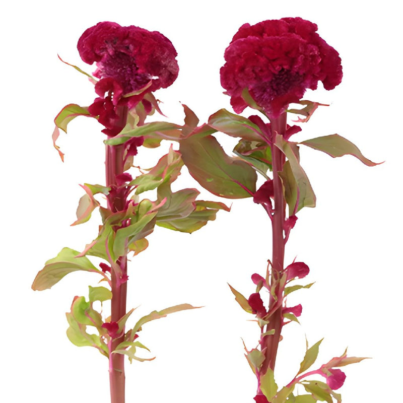 Celosia Fresh Dark Red Flowers
