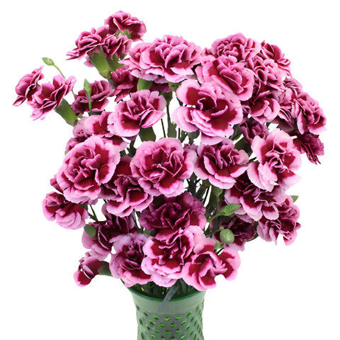 Chameleon Pink Carnation Flowers In a vase