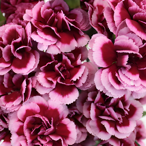 Chameleon Pink Wholesale Carnations Up close