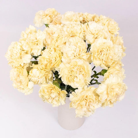 Champagne Wholesale Carnation Flower Bunch in Vase