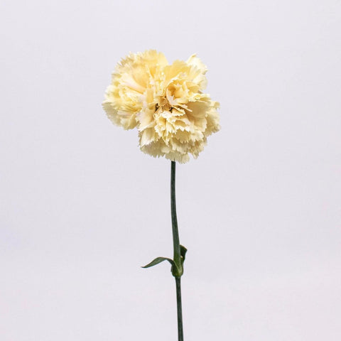 Champagne Wholesale Carnation Flower Single Stem