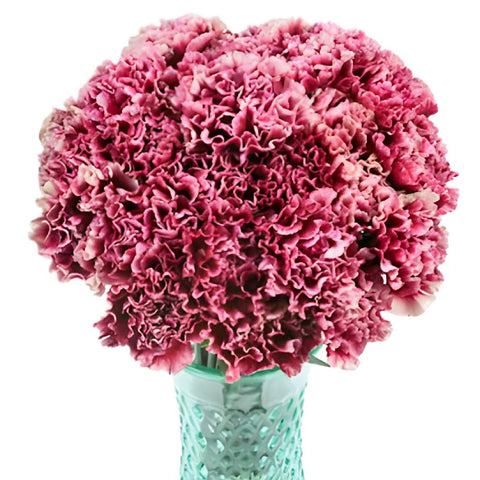 Chelo Blush and Magenta Carnation Flowers In a vase