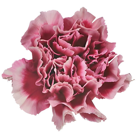 Chelo Blush and Magenta Carnation Flower Bloom