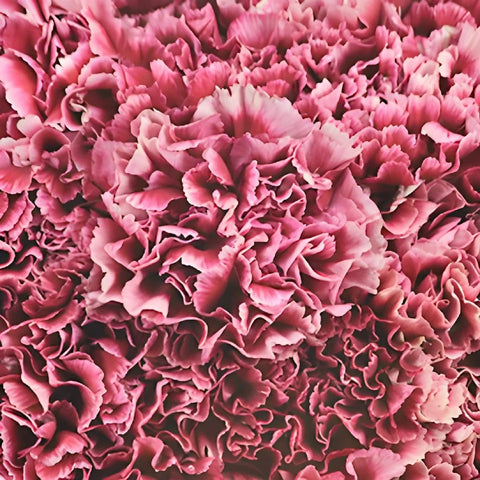 Chelo Blush and Magenta Wholesale Carnations Up close