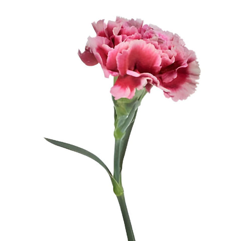 Chelo Blush and Magenta Carnations side stem
