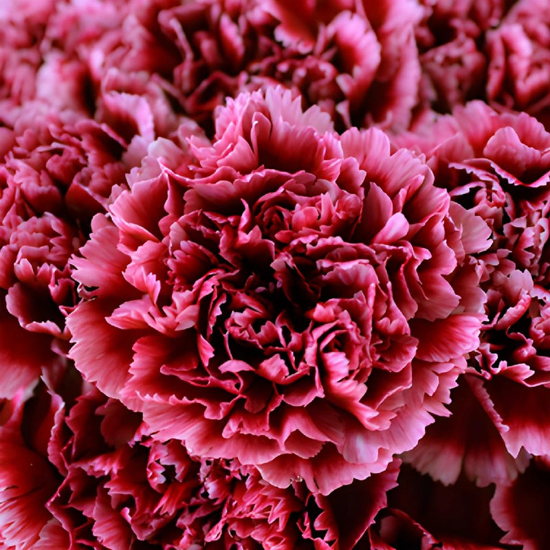 Cherries in the Snow Wholesale Carnations Up close