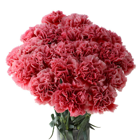 Cherrio Bicolor Hot Pink and Pink Carnation Flowers In a vase