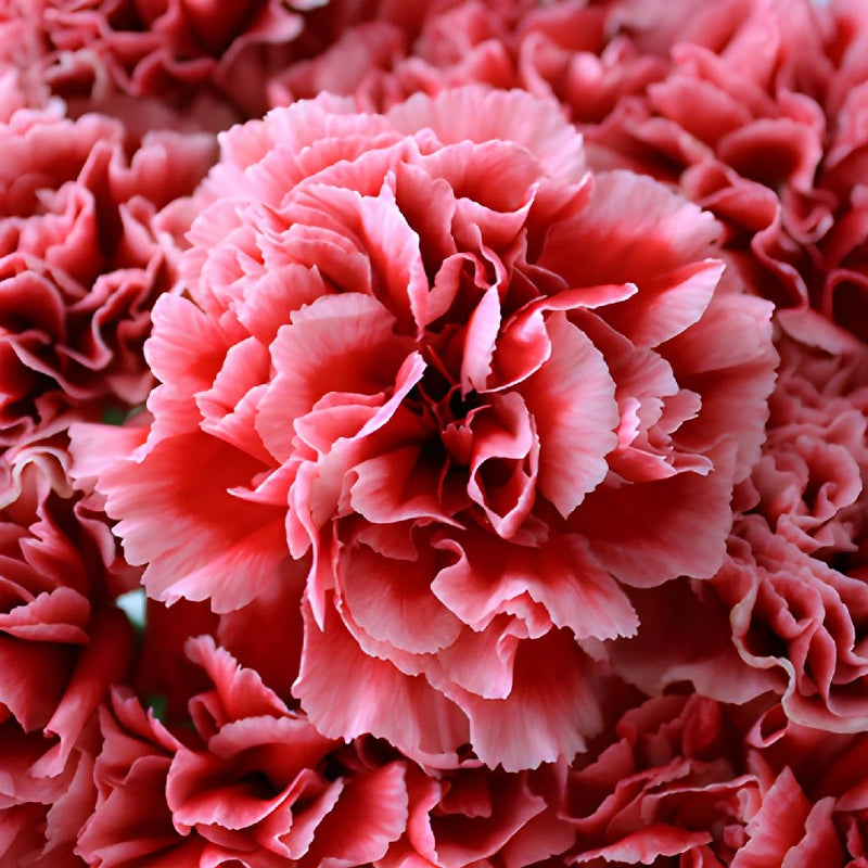 Cherrio Bicolor Hot Pink and Pink Wholesale Carnations Up close