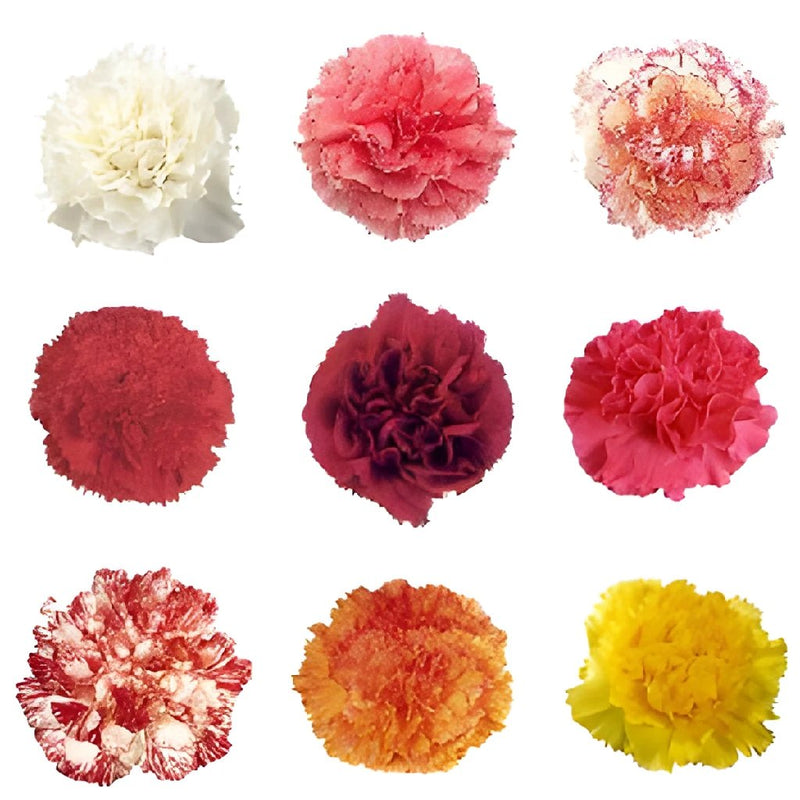 Buy Wholesale Choose Your Colors Carnation Flowers in Bulk - FiftyF...