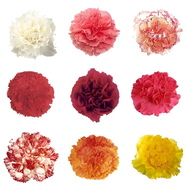 Custom Tinted Bulk Carnations