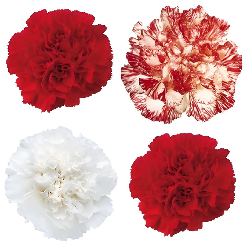 Christmas Pack Mixed Wholesale Carnations Up close