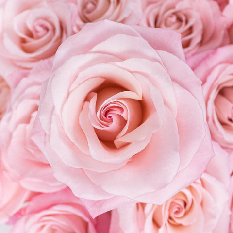 Buy Wholesale Light Pink Rose Petals in Bulk - FiftyFlowers