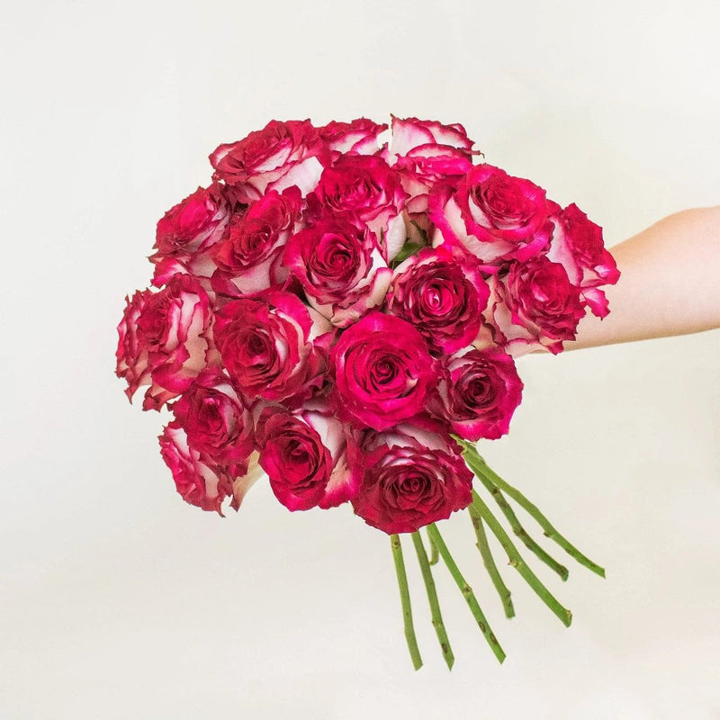 Cinderella Bicolor Pink and White Roses in a Hand