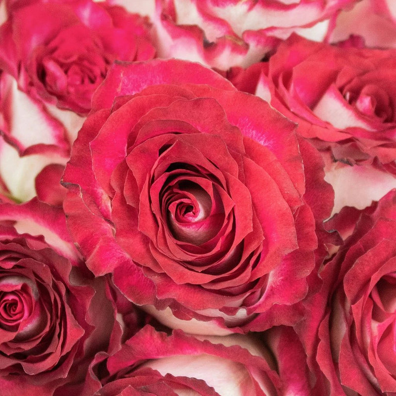 Cinderella Pink and White Rose Up Close