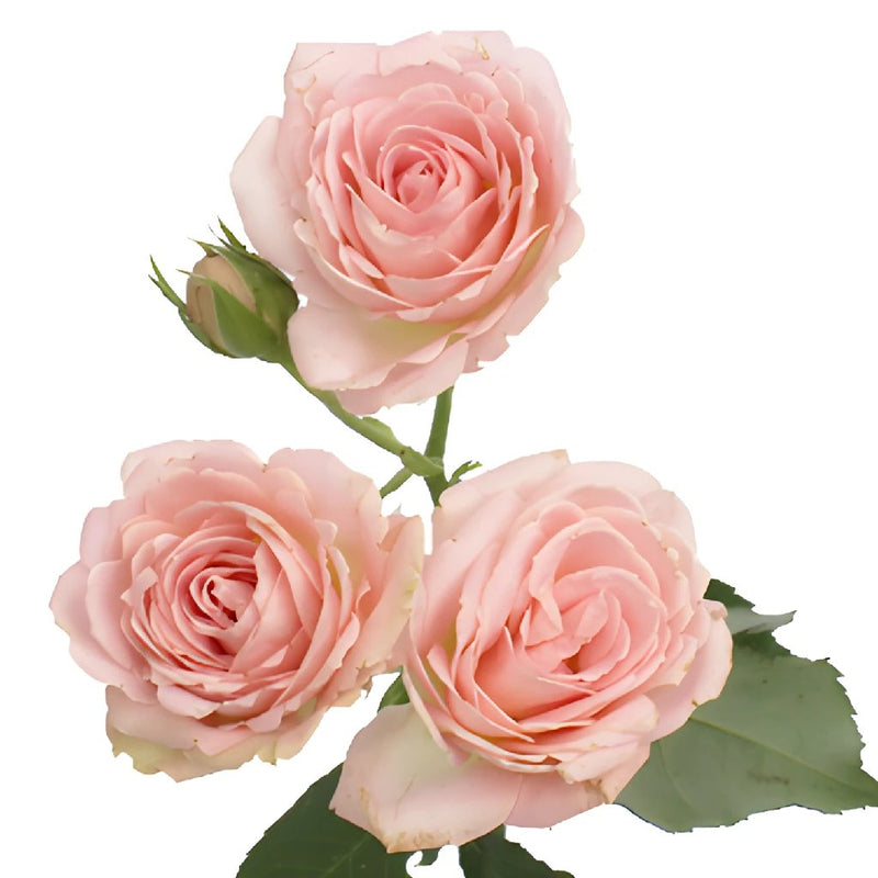 Classic Pink Garden Rose Stem