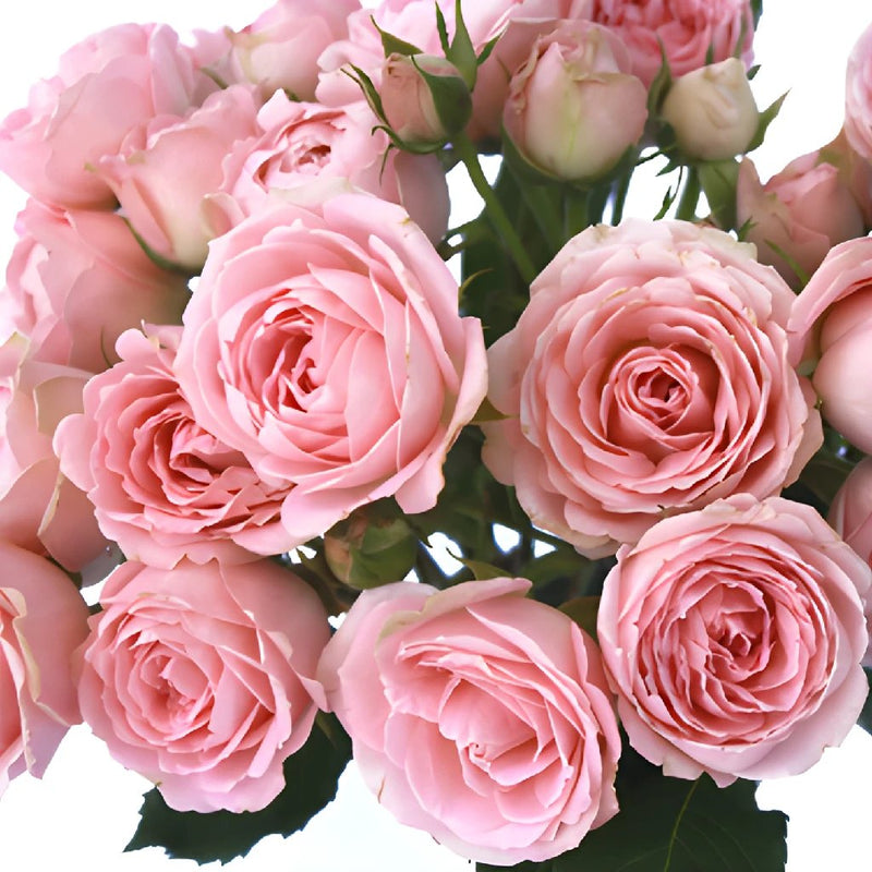 Classic Pink Garden Roses up close