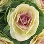 Lavender Blush Kale Flowers