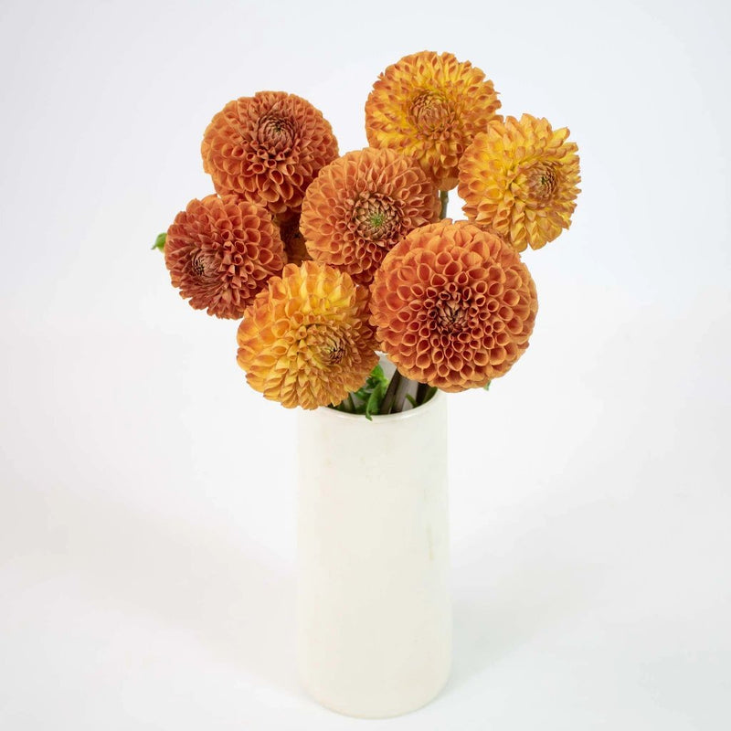 Copper Penny Dahlia Flower Bunch in Vase