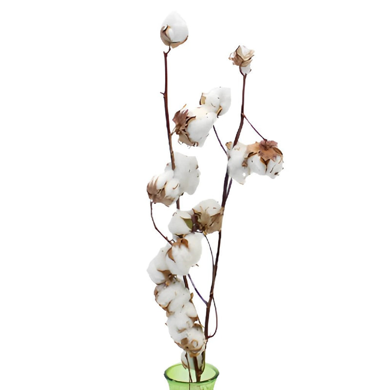 Wholesale Cotton Branches