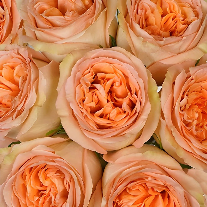 Country Home Peach Garden Roses up close