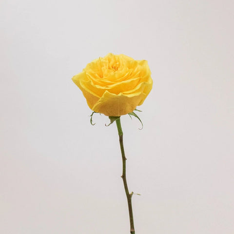 Country Sun Yellow Rose Stem