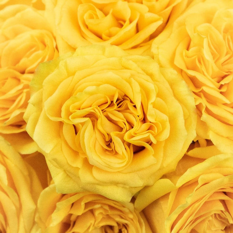 Country Sun Yellow Roses Up Close