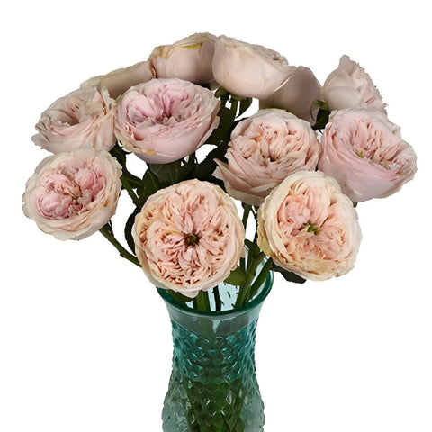 Cozy Cottage Pink Garden Wholesale Roses In a vase