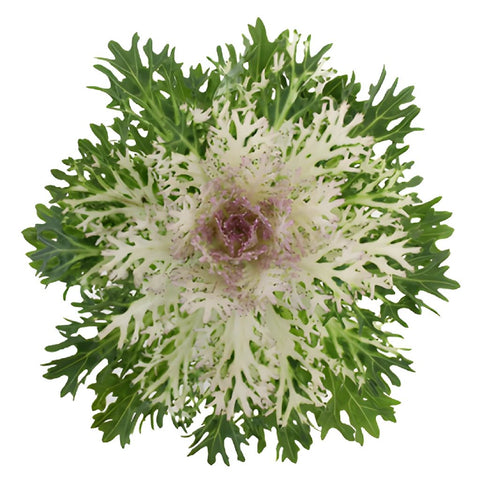 King Kale Bulk Fresh Flower