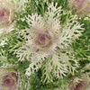 King Kale Bulk Fresh Flower