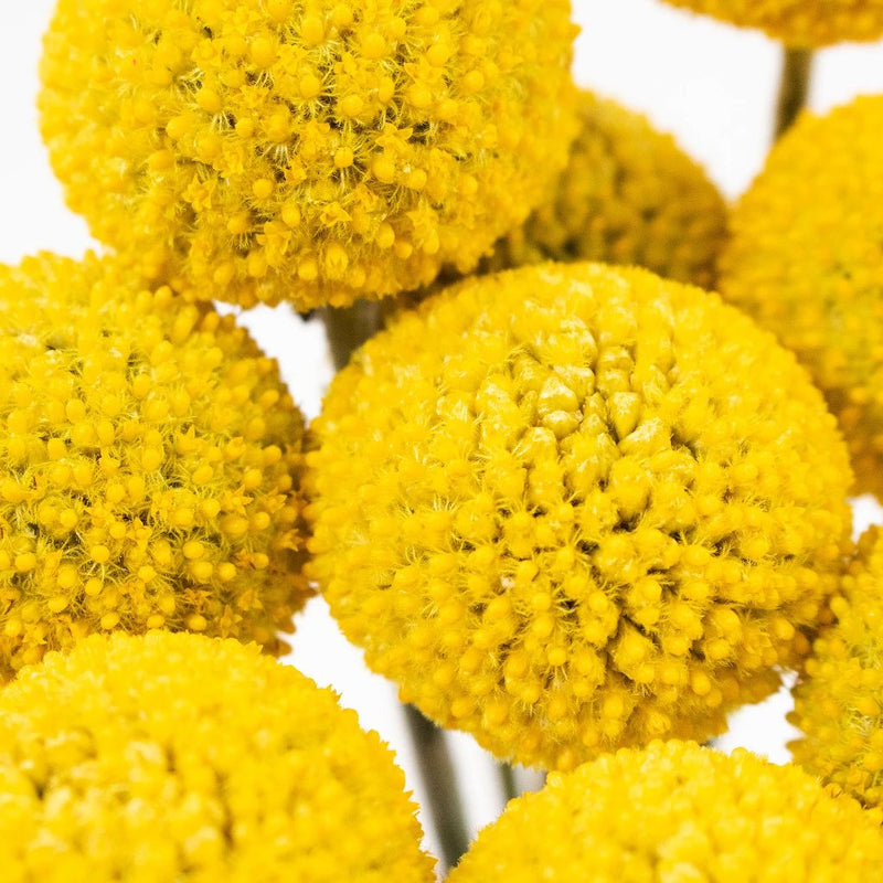Buy Wholesale Craspedia Billy Balls Yellow Flower in Bulk - FiftyFl