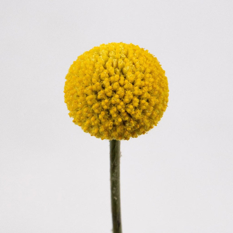 Craspedia Billy Balls Yellow Flower Stem