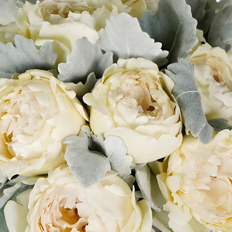 Cream Garden Rose and Dusty Miller DIY Wedding Flowers up close