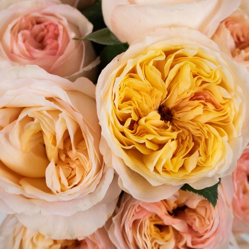 https://fiftyflowers.com/cdn/shop/products/cream-juliet-garden-rose-flowers-online_pri_77_6093_l.jpg?v=1683166231&width=800