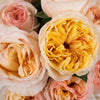 Whimsical Garden Rose Sample Pack